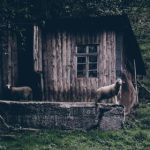 如何安全下载和安装mk体育app下载:步骤详解 1wdr5q