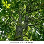 如何在ku游娱乐中获取更多奖励与乐趣的攻略分享 7ntsl