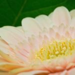 如何在金狮娱乐平台官网上安全畅玩各种游戏 jn17m