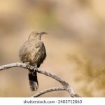 如何在博天堂918上获得最佳游戏体验与丰厚奖励 nqyyufx961